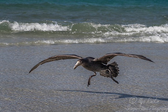 217 Southern Giant Petrel (Macronectes giganteus) - Falkland Islands