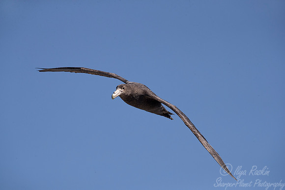 219 Southern Giant Petrel (Macronectes giganteus) - Falkland Islands