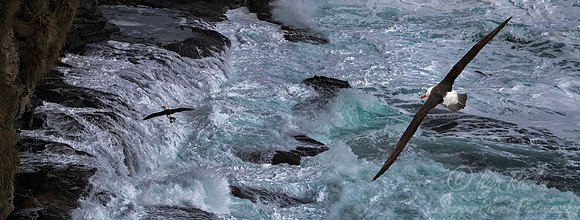 227 Black-browed Albatrosses (Thalassarche melanophris) - Falkland Islands