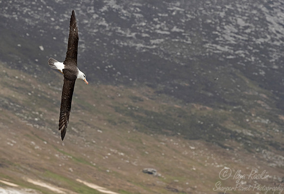 229 Black-browed Albatross (Thalassarche melanophris) - Falkland Islands