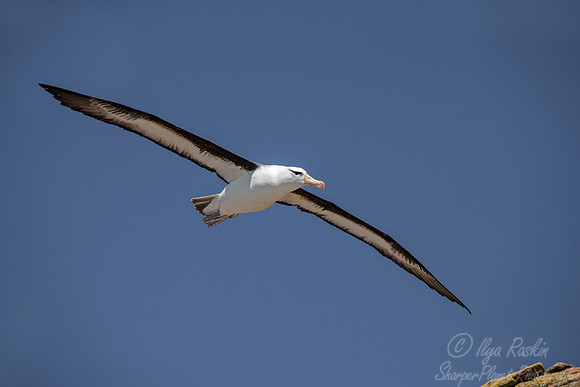 230 Black-browed Albatross (Thalassarche melanophris) - Falkland Islands