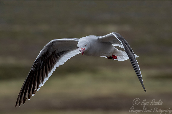 233 Dolphin Gull (Leucophaeus scoresbii) - Falkland Islands
