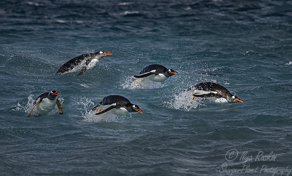 002 Gentoo Penguins (Pygoscelis papua) - Falkland Islands