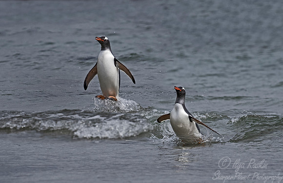 006 Gentoo Penguins (Pygoscelis papua) - Falkland Islands