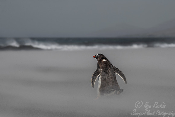009 Gentoo Penguin (Pygoscelis papua) - Falkland Islands