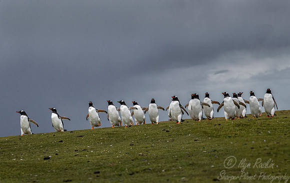012 Gentoo Penguins (Pygoscelis papua) - Falkland Islands