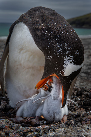 018 Gentoo Penguins (Pygoscelis papua) - Falkland Islands