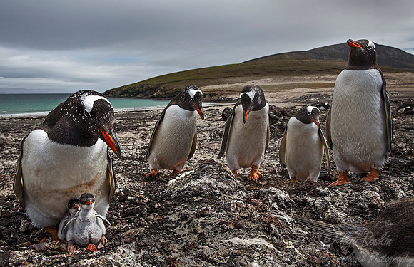020 Gentoo Penguins (Pygoscelis papua) - Falkland Islands