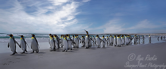 023 King Penguins (Aptenodytes patagonicus) - Falkland Islands