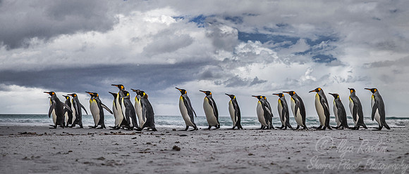 024 King Penguins (Aptenodytes patagonicus) - Falkland Islands