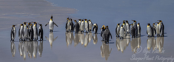 025 King Penguins (Aptenodytes patagonicus) - Falkland Islands