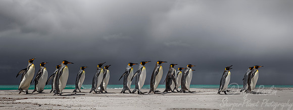 029 King Penguins (Aptenodytes patagonicus) - Falkland Islands