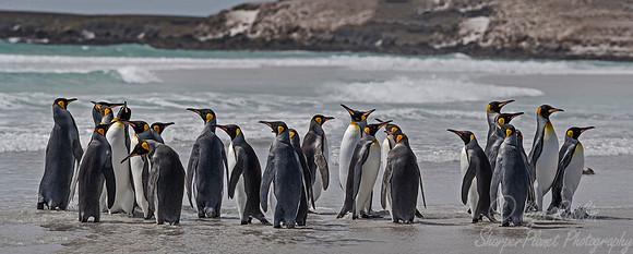 030 King Penguins (Aptenodytes patagonicus) - Falkland Islands