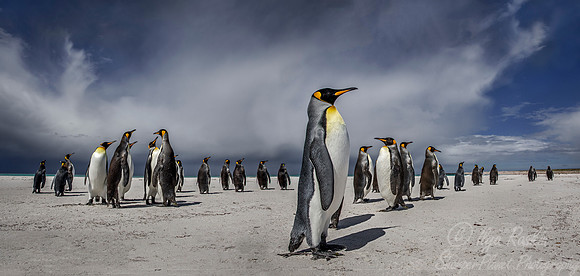 031 King Penguins (Aptenodytes patagonicus) - Falkland Islands