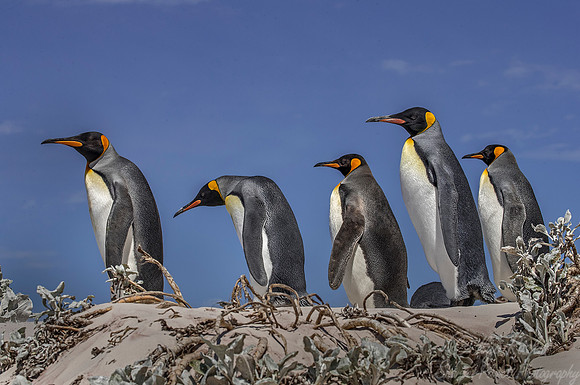 032 King Penguins (Aptenodytes patagonicus) - Falkland Islands