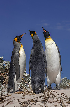 033 King Penguins (Aptenodytes patagonicus) - Falkland Islands