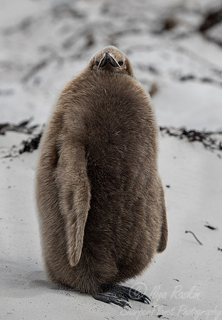 035 King Penguin chick (Aptenodytes patagonicus) - Falkland Islands