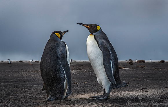 037 King Penguins (Aptenodytes patagonicus) - Falkland Islands