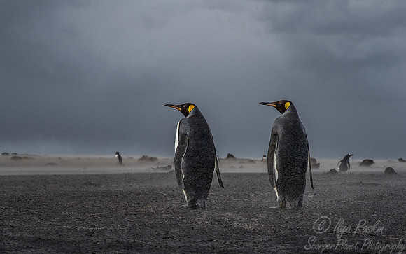 038 King Penguins (Aptenodytes patagonicus) - Falkland Islands