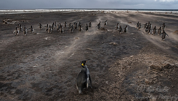 039 King Penguin (Aptenodytes patagonicus) with Gentoo and Magellanic penguins- Falkland Islands