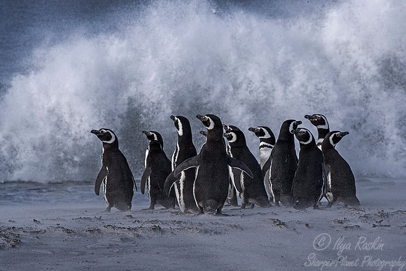 041 Magellanic Penguins (Spheniscus magellanicus) - Falkland Islands