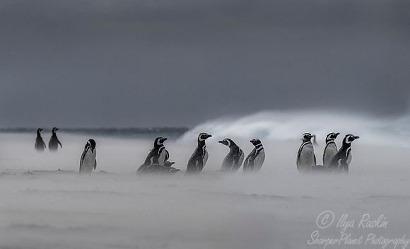 042 Magellanic Penguins (Spheniscus magellanicus) - Falkland Islands