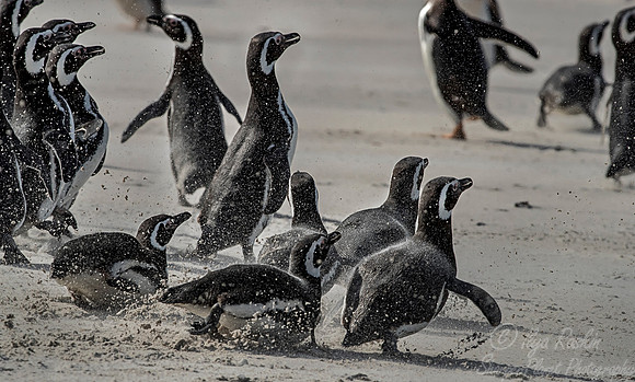 043 Magellanic Penguins (Spheniscus magellanicus) - Falkland Islands