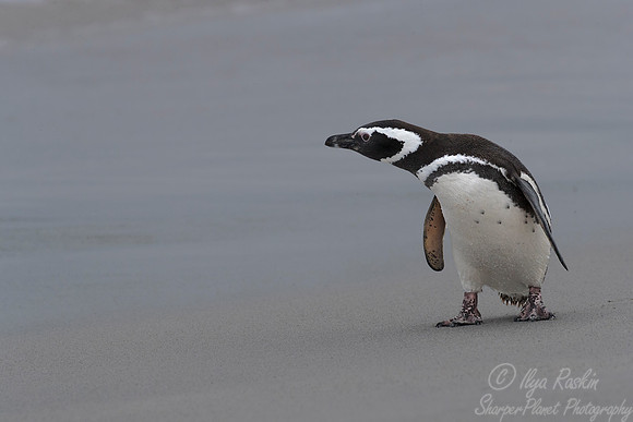 045 Magellanic Penguin (Spheniscus magellanicus) - Falkland Islands