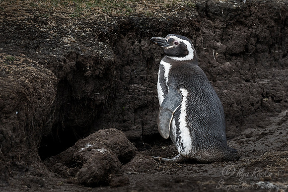 046 Magellanic Penguin (Spheniscus magellanicus) - Falkland Islands