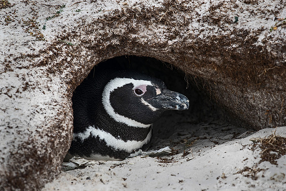 047 Magellanic Penguin (Spheniscus magellanicus) - Falkland Islands