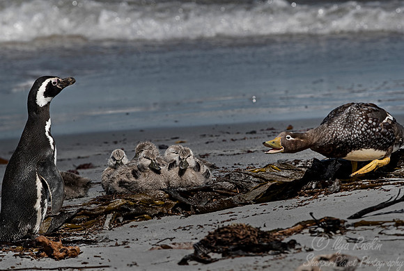 048 Magellanic Penguin(Spheniscus magellanicus) - Falkland Islands