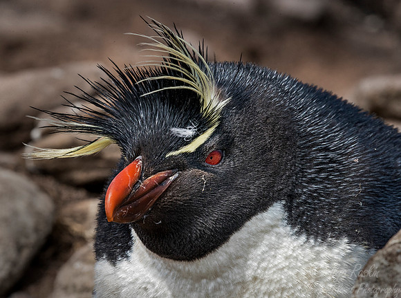 050 Rockhopper Penguin (Eudyptes chrysocome) - Falkland Islands