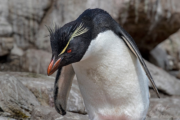 051 Rockhopper Penguin(Eudyptes chrysocome) - Falkland Islands