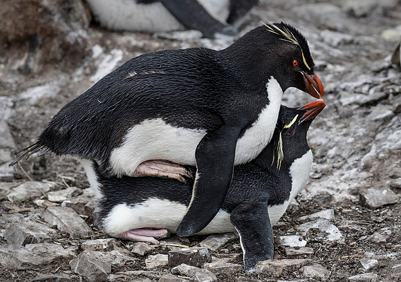 053 Rockhopper Penguins (Eudyptes chrysocome) - Falkland Islands
