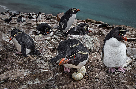 055 Rockhopper Penguins (Eudyptes chrysocome) - Falkland Islands