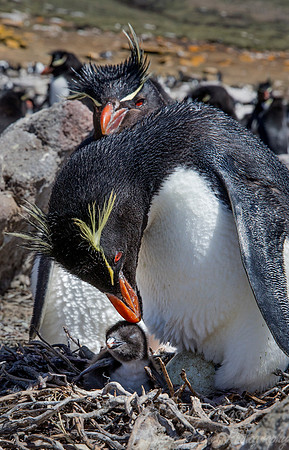 057 Rockhopper Penguins (Eudyptes chrysocome) - Falkland Islands