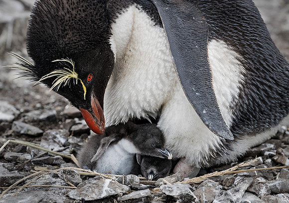 059 Rockhopper Penguins (Eudyptes chrysocome) - Falkland Islands