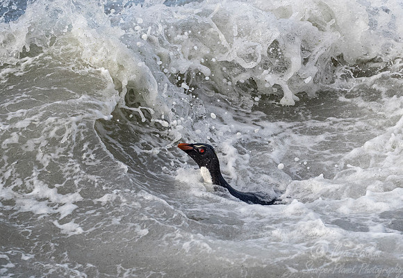 060 Rockhopper Penguin (Eudyptes chrysocome) - Falkland Islands