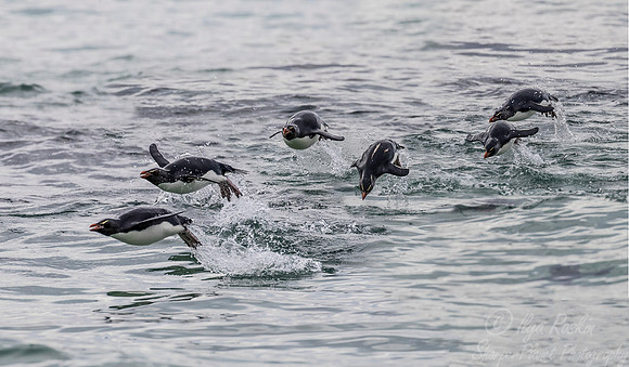 062 Rockhopper Penguins (Eudyptes chrysocome) - Falkland Islands