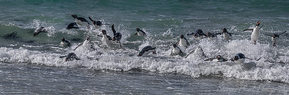 065 Rockhopper Penguins (Eudyptes chrysocome) - Falkland Islands