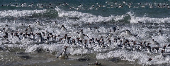 066 Rockhopper Penguins (Eudyptes chrysocome) - Falkland Islands