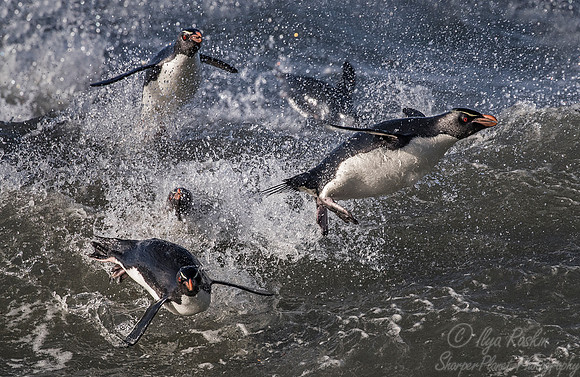 068 Rockhopper Penguins (Eudyptes chrysocome) - Falkland Islands