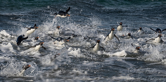 070 Rockhopper Penguins (Eudyptes chrysocome) - Falkland Islands