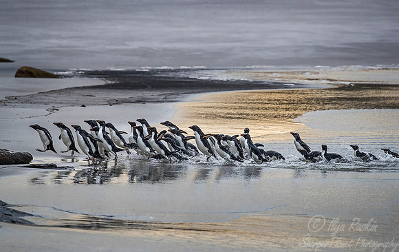 072 Rockhopper Penguins (Eudyptes chrysocome) - Falkland Islands