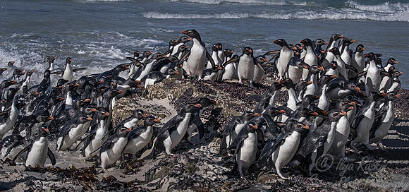 074 Rockhopper Penguins (Eudyptes chrysocome) - Falkland Islands