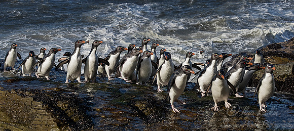 075 Rockhopper Penguins (Eudyptes chrysocome) - Falkland Islands