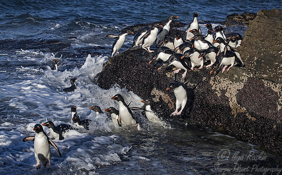 077 Rockhopper Penguins (Eudyptes chrysocome) - Falkland Islands