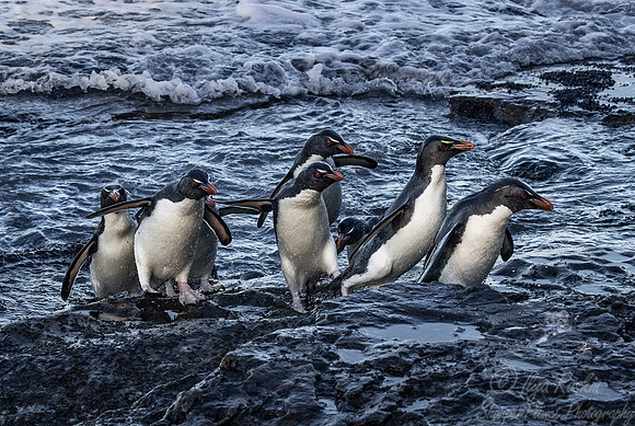 079 Rockhopper Penguins (Eudyptes chrysocome) - Falkland Islands