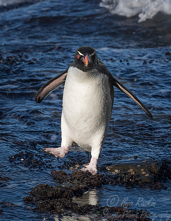 080 Rockhopper Penguin (Eudyptes chrysocome) - Falkland Islands