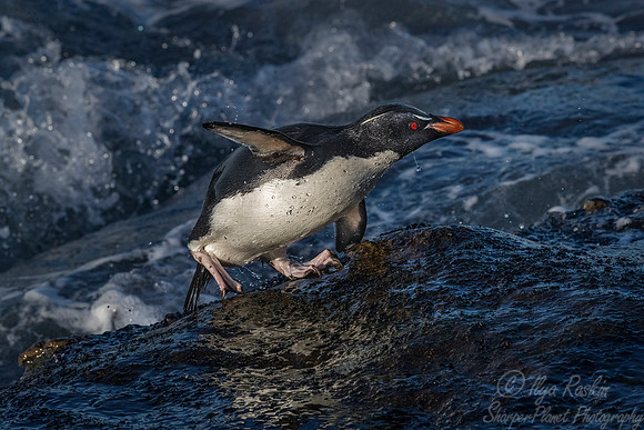 082 Rockhopper Penguin (Eudyptes chrysocome) - Falkland Islands